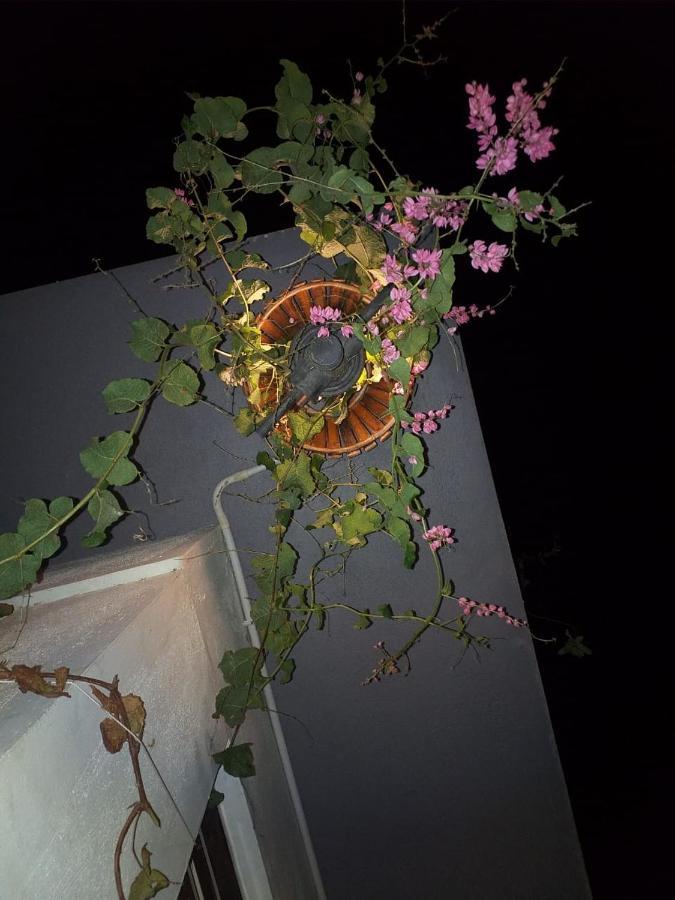 Mango Tree Homestay هامبي المظهر الخارجي الصورة